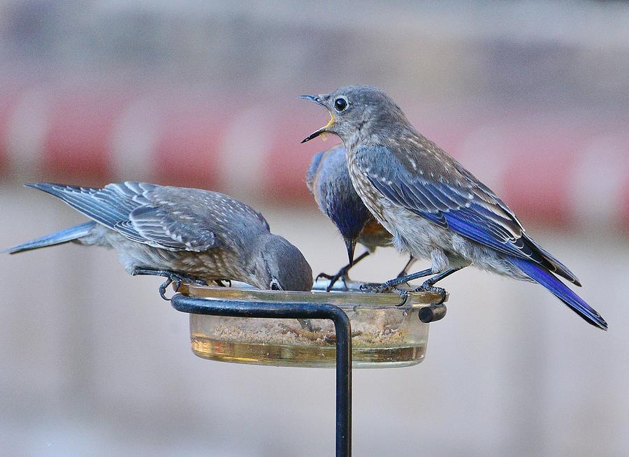 Juvenile Bluebirds I Photograph by Linda Brody