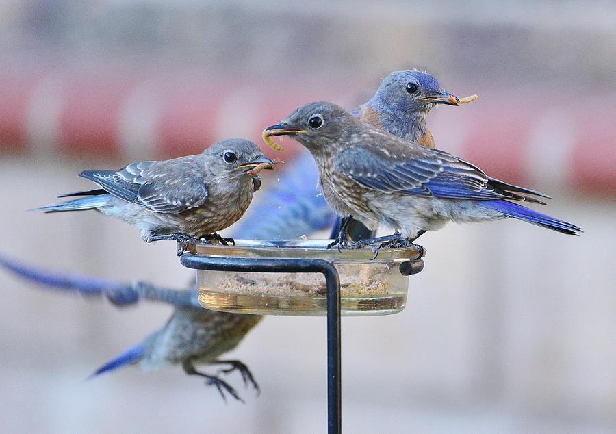 Bird Photograph - Juvenile Bluebirds II by Linda Brody