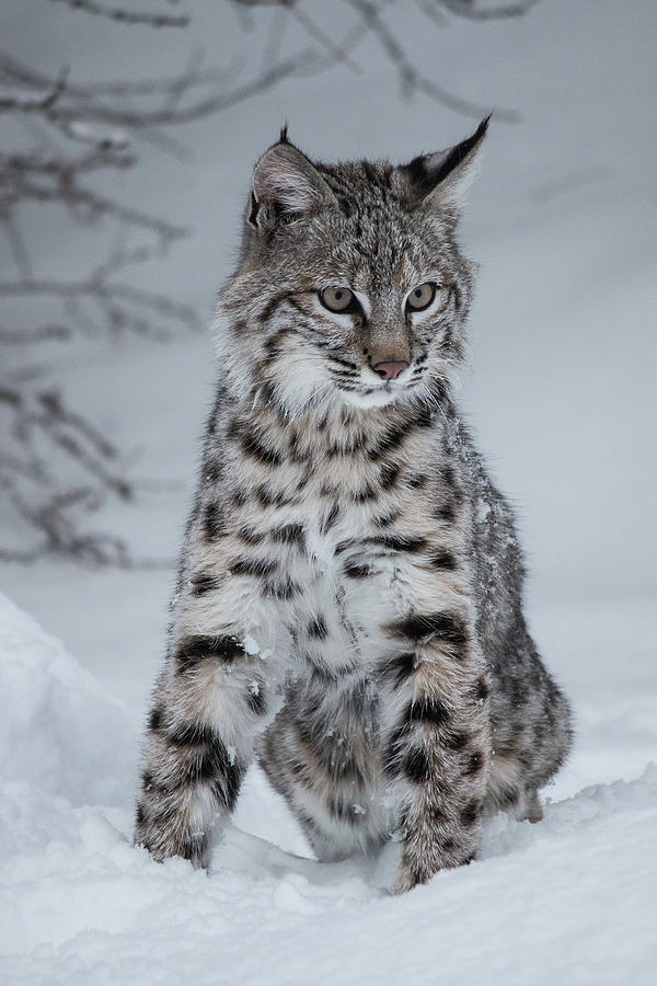 Juvenile Bobcat in the Snow Photograph by Teresa Wilson