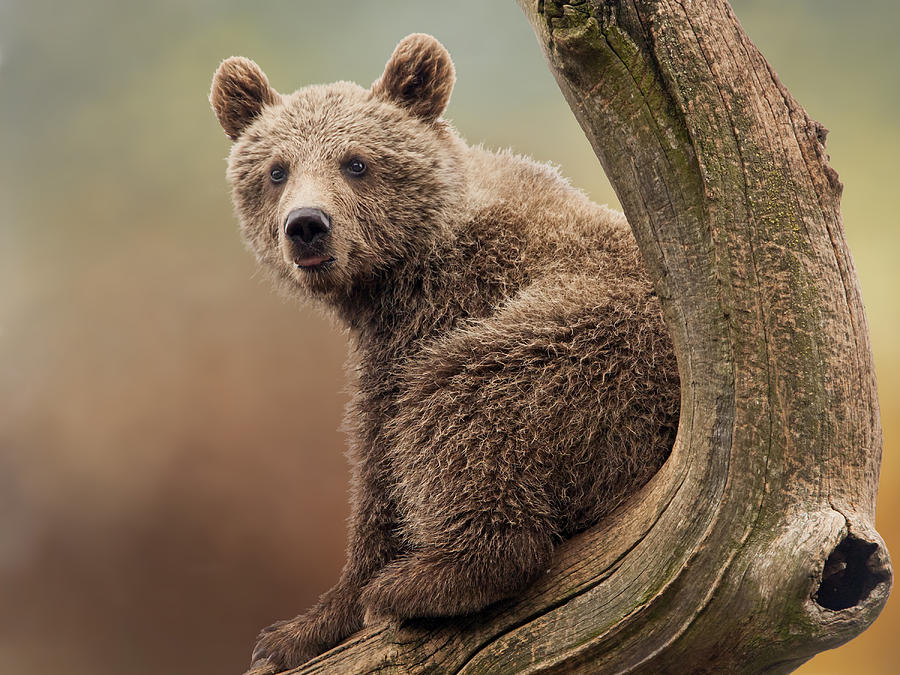 Juvenile Brown Bear - 365-5 Photograph by Inge Riis McDonald