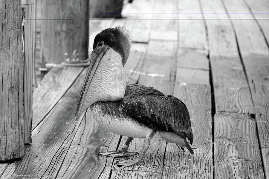 Juvenile Brown Pelican Tale 2 Photograph by Cynthia Guinn