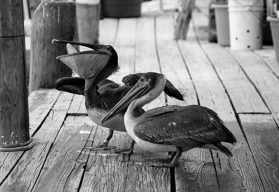 Juvenile Brown Pelican Tale 5 Photograph by Cynthia Guinn