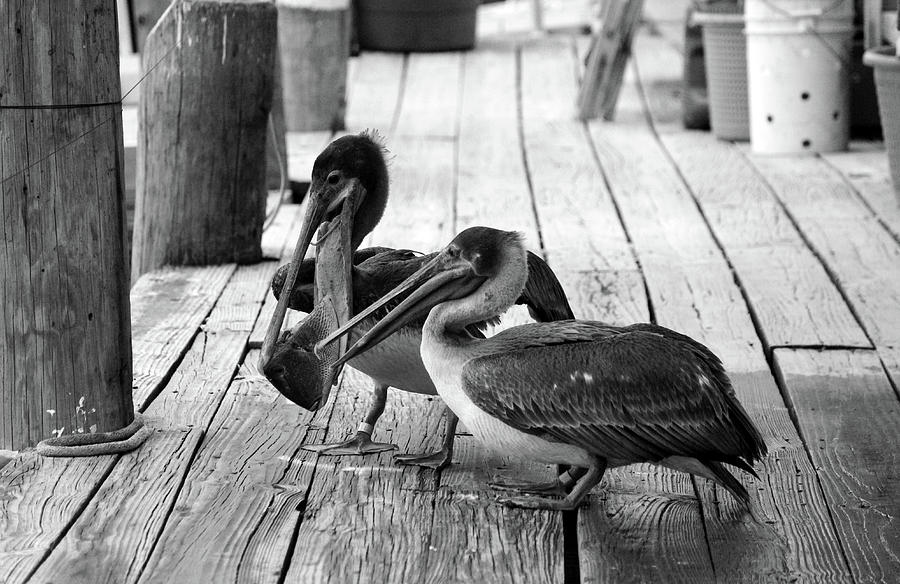 Juvenile Brown Pelican Tale 7 Photograph by Cynthia Guinn