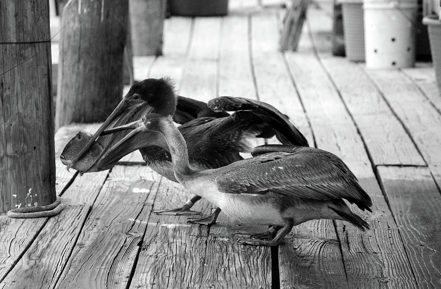 Juvenile Brown Pelican Tale 8 Photograph by Cynthia Guinn