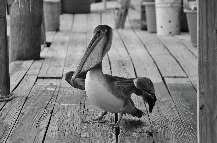 Juvenile Brown Pelican Tale 9 Photograph by Cynthia Guinn
