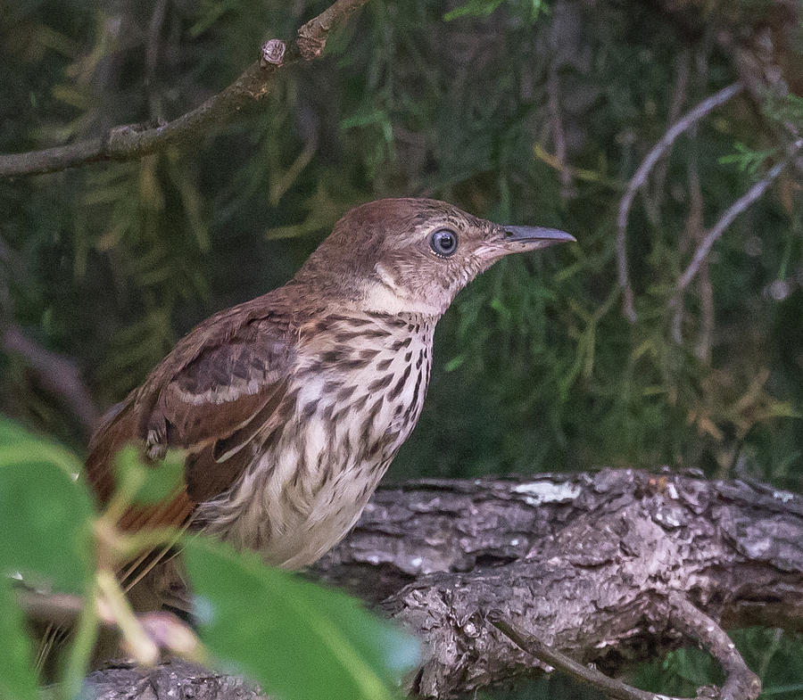 Juvenile Brown Thrasher, Toxostoma rufum Photograph by Christy Cox
