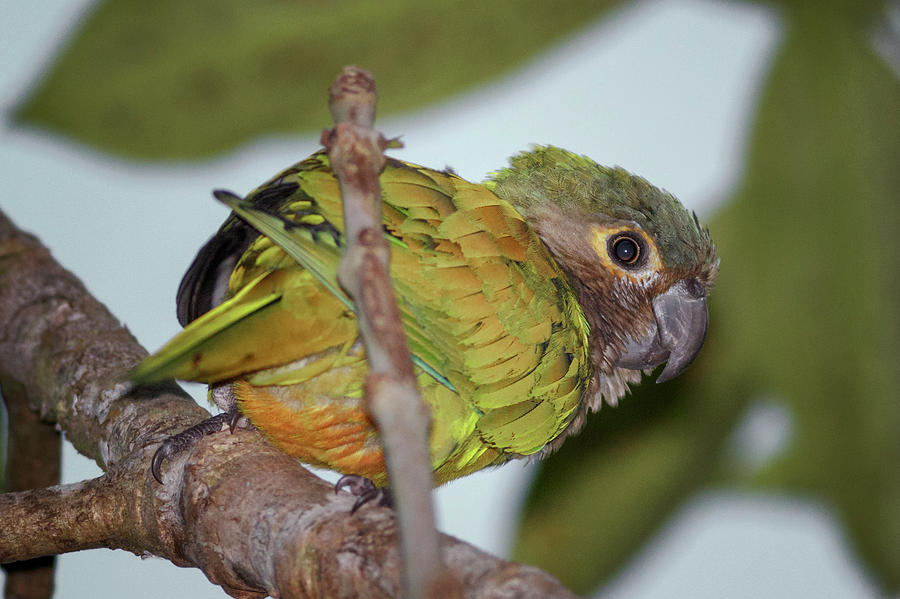 Juvenile Brown Throated Parakeet La Macarena Colombia Photograph by Adam Rainoff