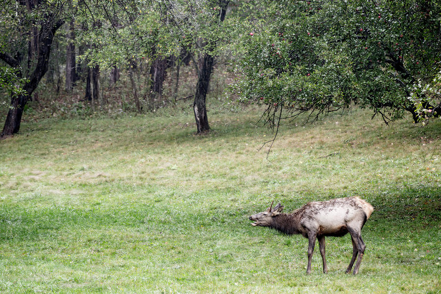 Juvenile Bull Elk Grazing 2 Photograph by Tracy Winter