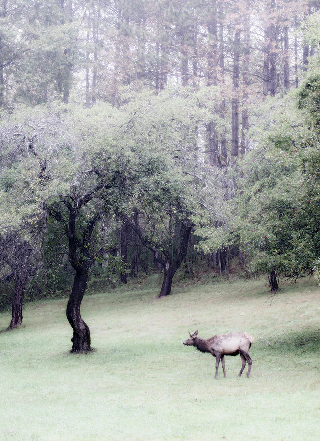 Juvenile Bull Elk Grazing Photograph by Tracy Winter