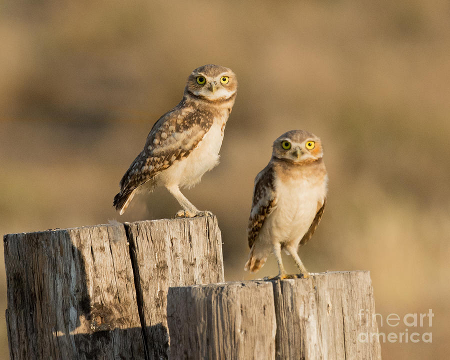 Owl Photograph - Juvenile Burrowing Owls by Dennis Hammer