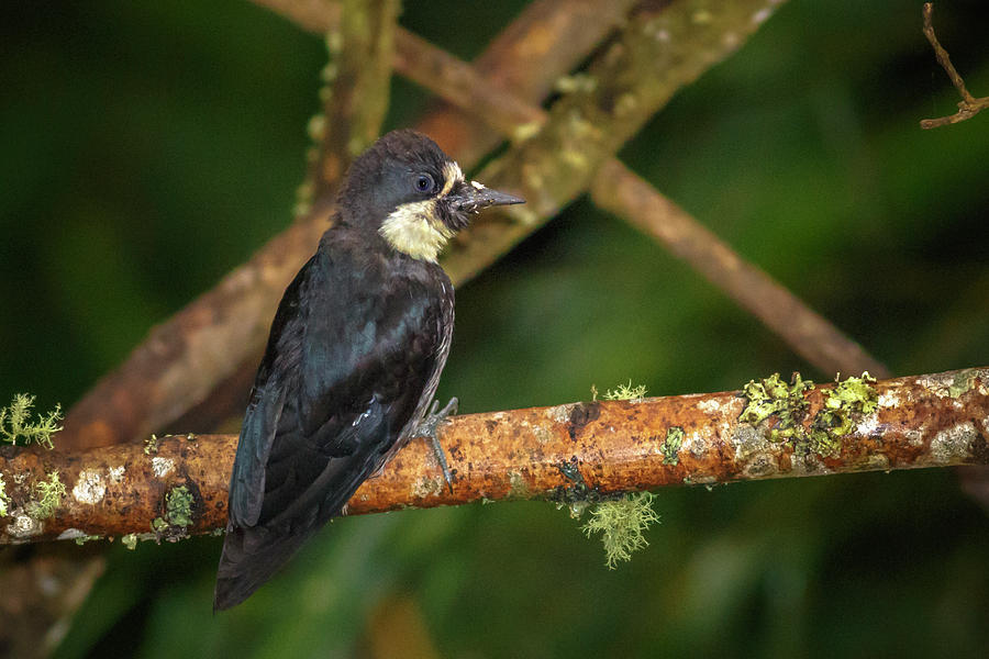 Juvenile Colombian Acorn Woodpecker Alcazares Manizales Photograph by Adam Rainoff