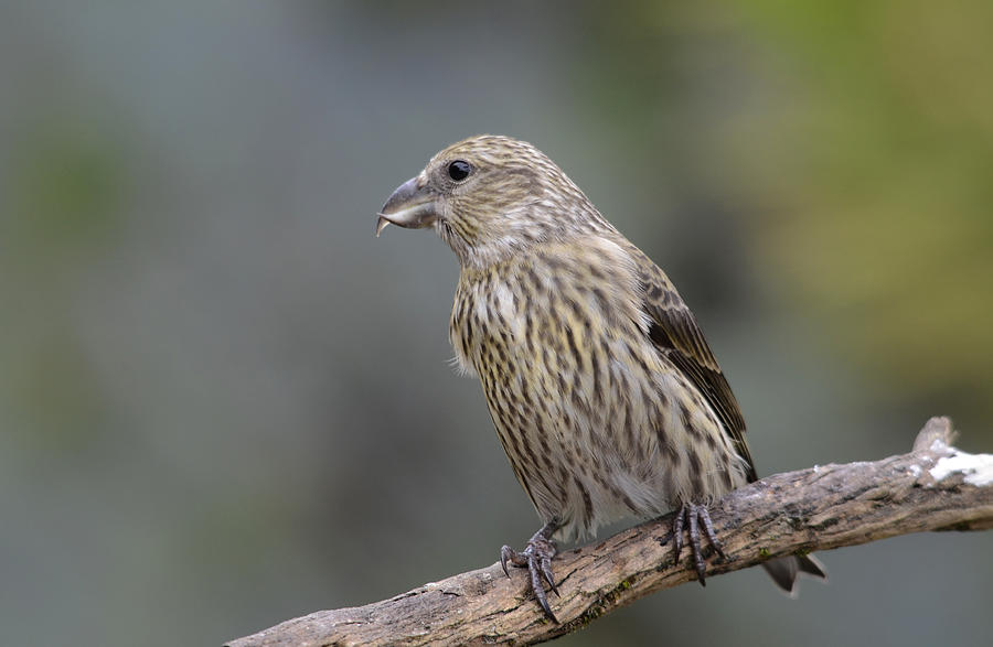 Bird Photograph - Juvenile Common Crossbill by Perry Van Munster