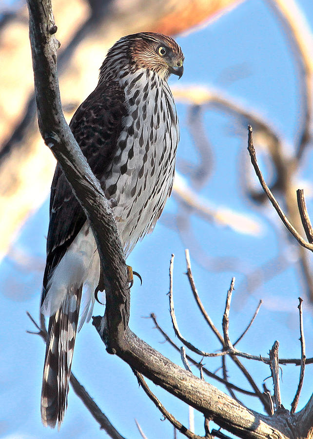 Juvenile Coopers Hawk Photograph by Carl Olsen