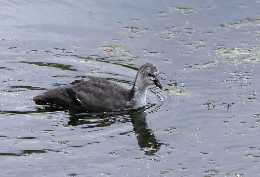 Juvenile Coot Photograph by Jeff Townsend