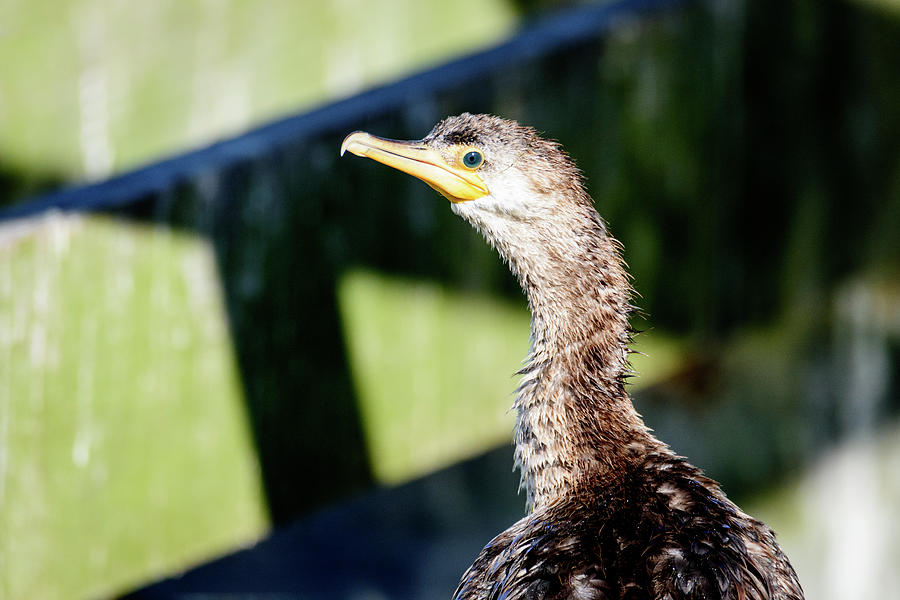 Juvenile Cormorant Profile Photograph by Debra Martz