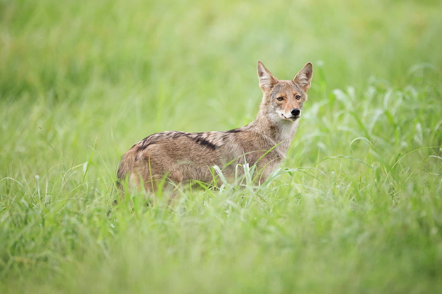 Juvenile Coyote Photograph by Eilish Palmer