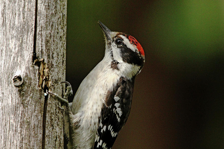 Juvenile Downy Woodpecker Photograph by Debbie Oppermann