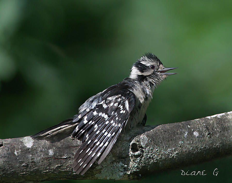 Juvenile Downy Woodpecker Photograph by Diane Giurco