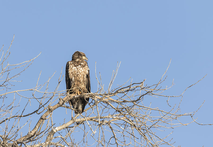 Juvenile Eagle 2015-7 Photograph by Thomas Young