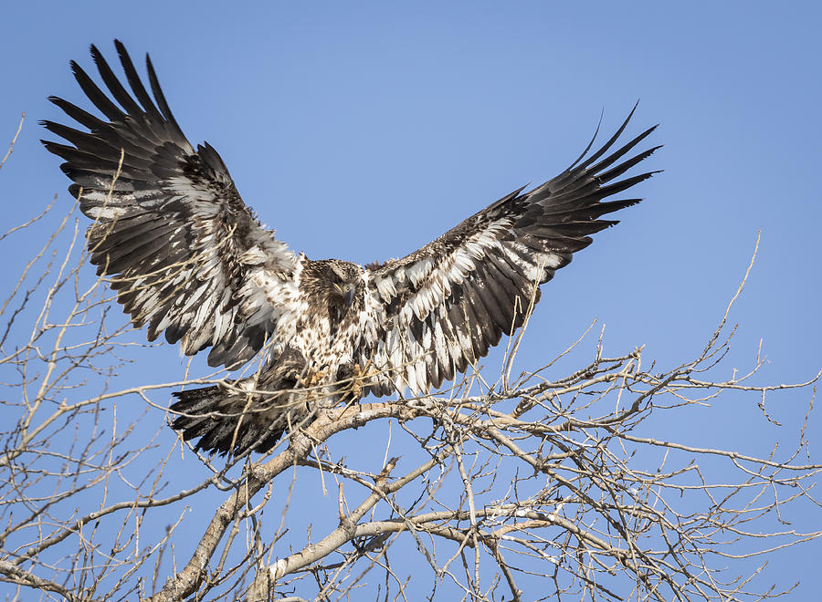 Juvenile Eagle 2015-8 Photograph by Thomas Young