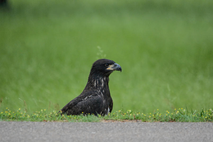 Juvenile Eagle By The Road Shiloh Tennessee 052120152868 Photograph