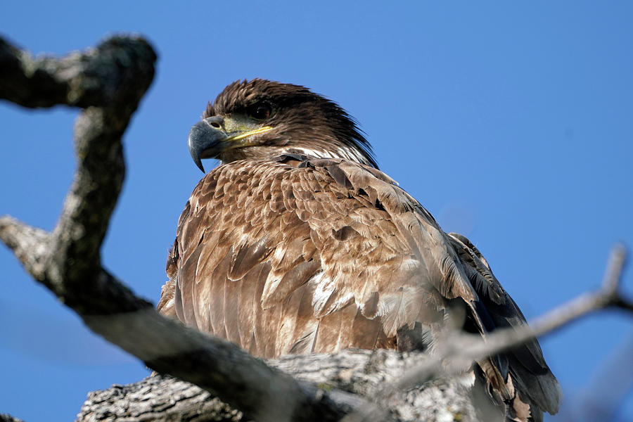 Juvenile Eagle Close Up Photograph by Dale Matson - Fine Art America