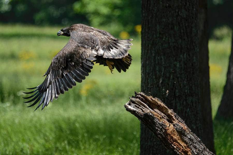 Juvenile Eagle First Flight Shiloh Tennessee 052120152992 Photograph