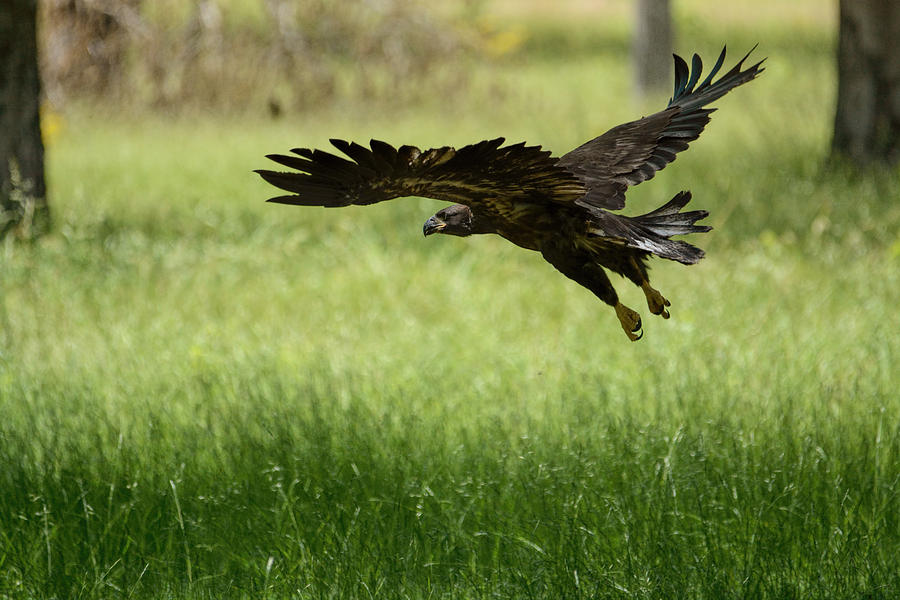 Juvenile Eagle First Flight Shiloh Tennessee 052120152998 Photograph