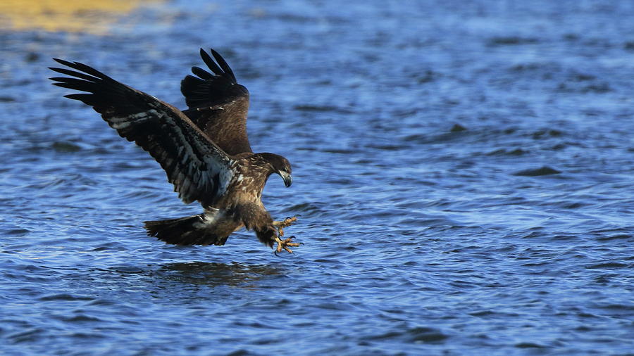 Juvenile Eagle Fishing Photograph by Coby Cooper