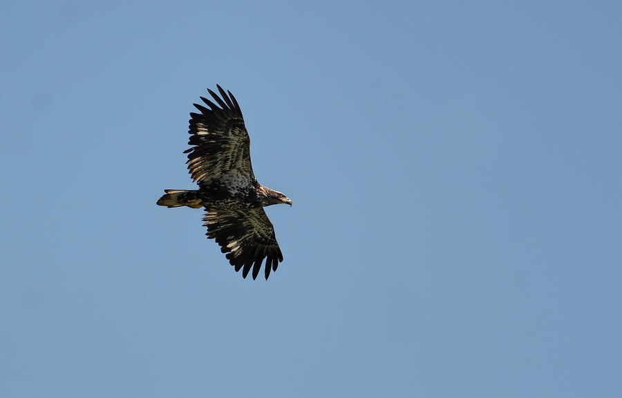 Juvenile Eagle Flying Over Pickwick Lake Tennessee 031620161269 Photograph