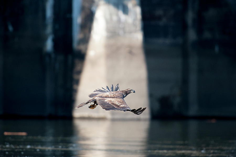Juvenile eagle flying over water looking for food in front of dam Photograph by Dan Friend