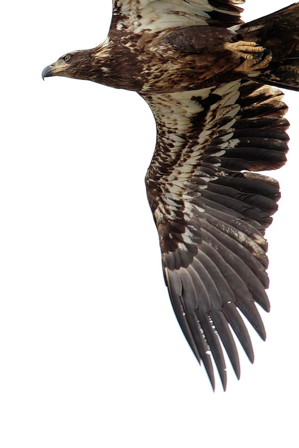 Juvenile Eagle Photograph by Glenn Woodell