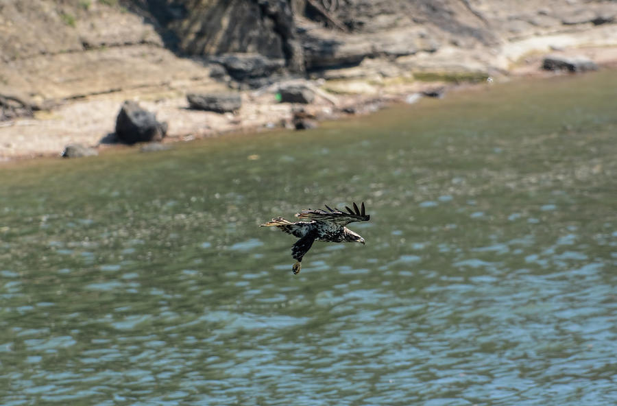 Juvenile Eagle Going Fishing Pickwick Lake Tennessee 031620161304 Photograph