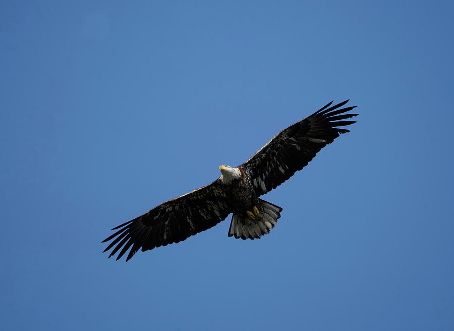 Juvenile Eagle in Flight Photograph by Dale Matson - Fine Art America