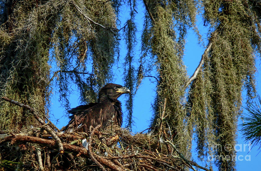 Juvenile Eagle in Nest Photograph by Tom Claud