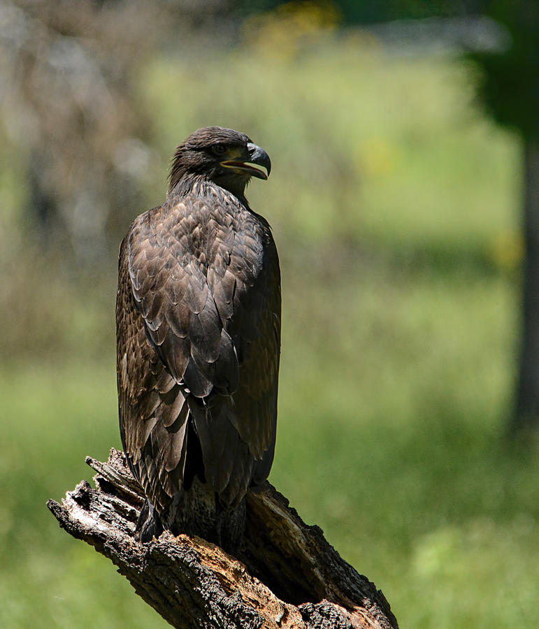 Juvenile Eagle In The Sun Shiloh Tennessee 052120152940 Photograph