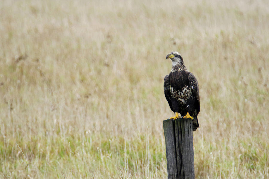 Juvenile Eagle On Post Photograph by Brook Burling