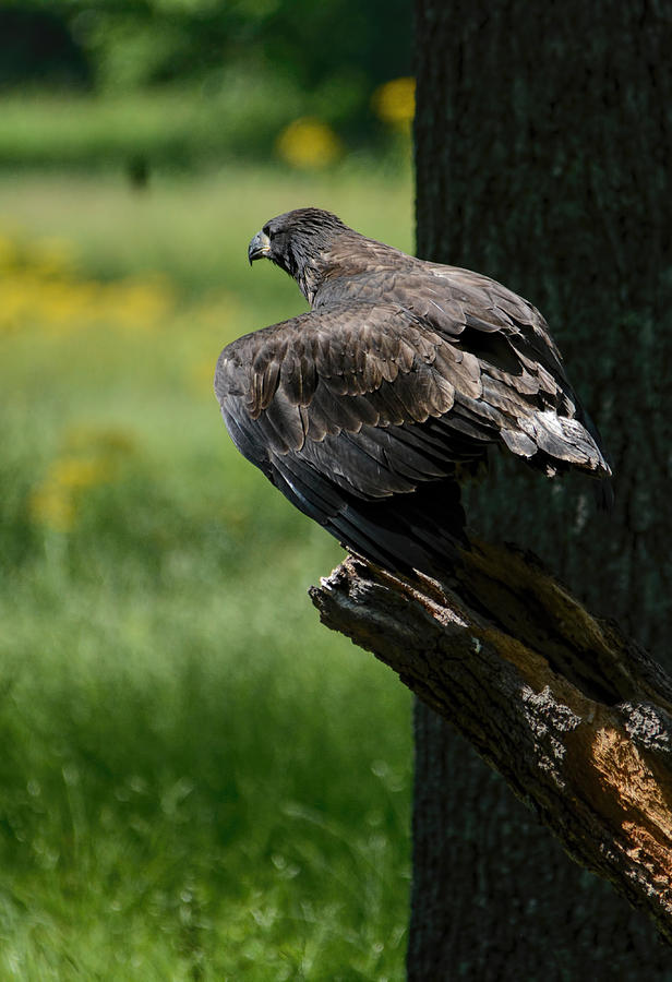 Juvenile Eagle Preparing To Fly Shiloh Tennessee 052120152988 Photograph