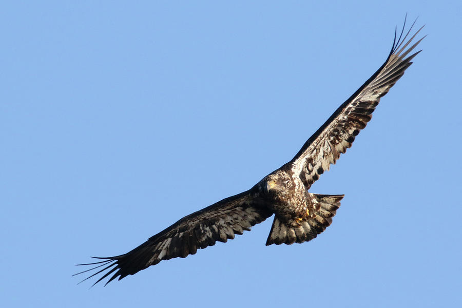 Juvenile Eagle Soaring Photograph by Brook Burling