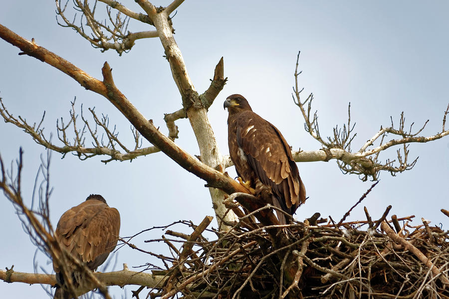 Juvenile Eagles Photograph by Peter Ponzio
