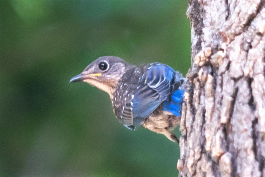 Juvenile Eastern Bluebird Photograph by Mary Ann Artz