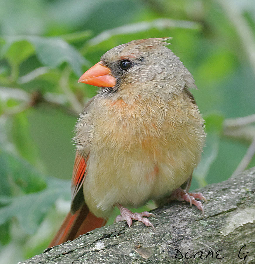 Juvenile Female Cardinal Photograph by Diane Giurco