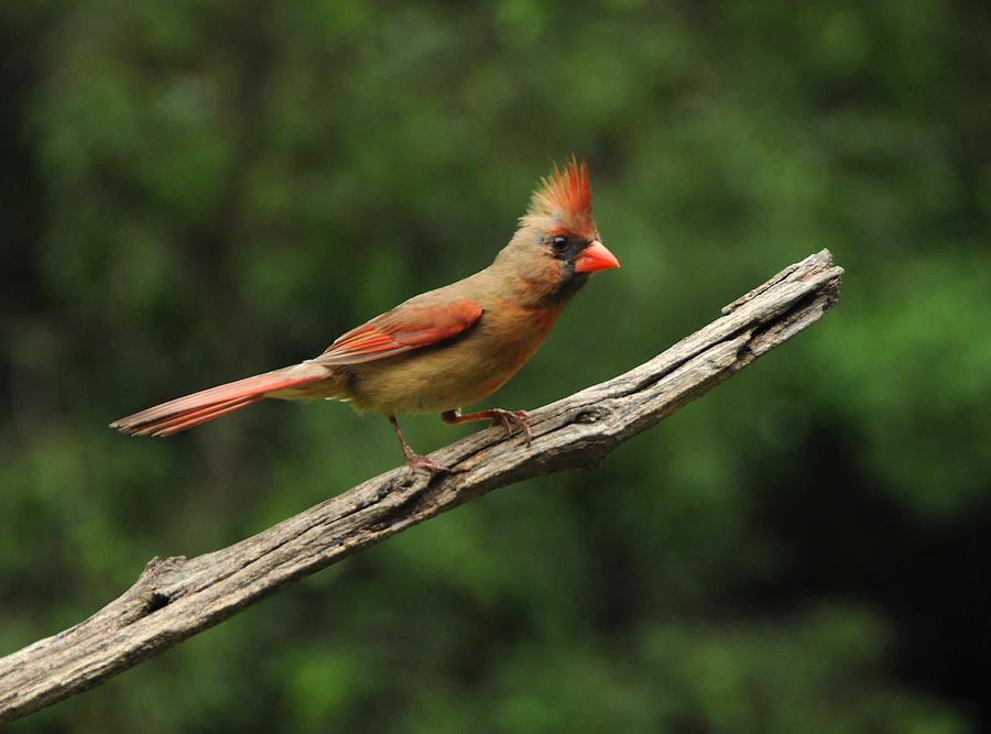 Juvenile Female Cardinal Photograph by Mike Martin