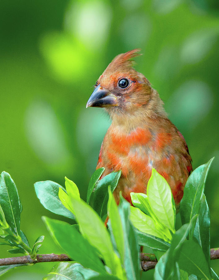 Juvenile Female Cardinal Photograph