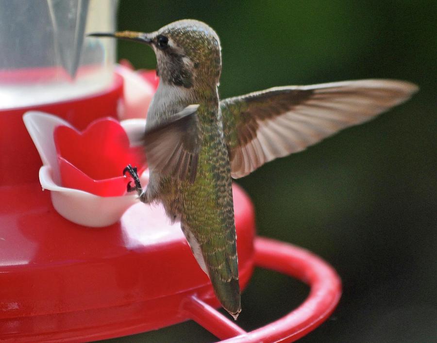 Juvenile Female Hummingbird Photograph by Jay Milo