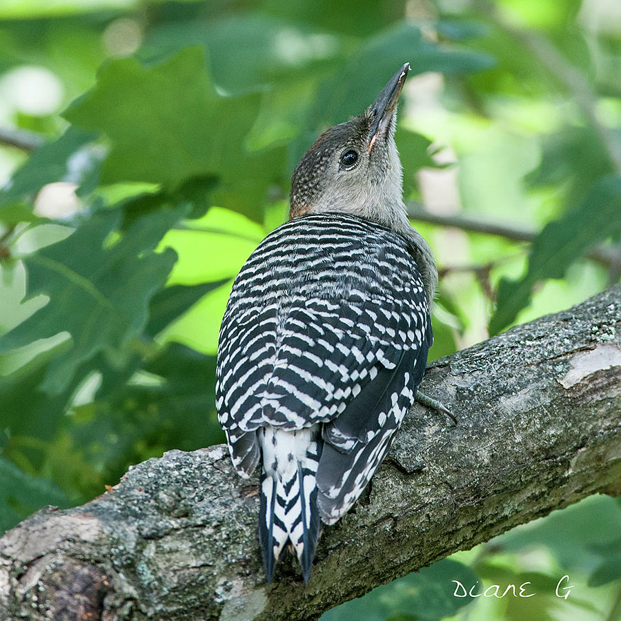 Juvenile Female Red-bellied Woodpecker Photograph by Diane Giurco