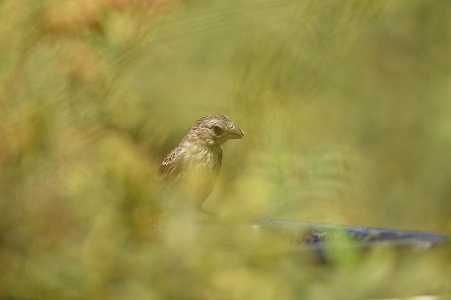 Juvenile Finch Through the Brush Photograph by Linda Brody