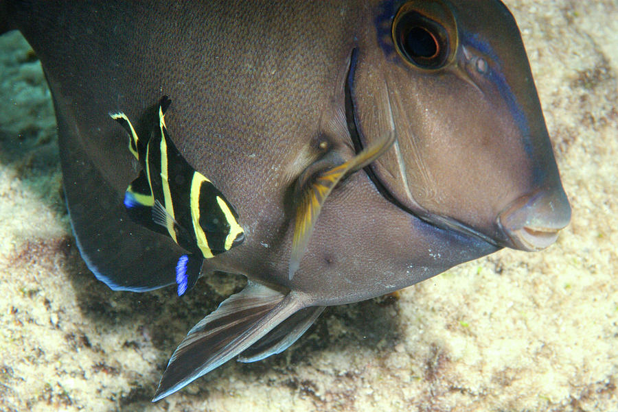 french angelfish juvenile