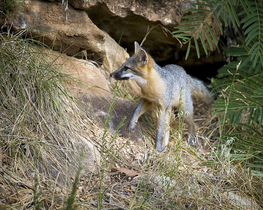 Juvenile Gray Fox on the Bluff Line II Photograph by Michael Dougherty
