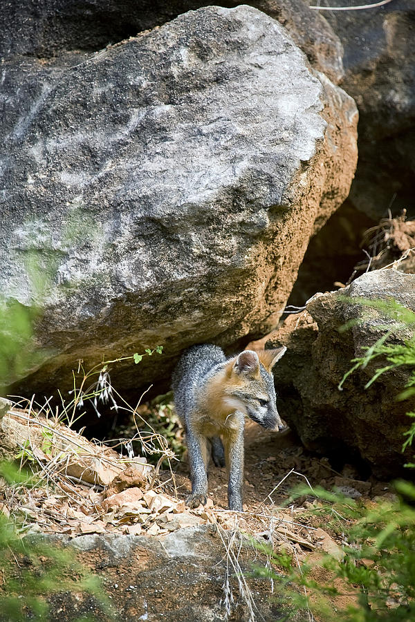 Juvenile Gray Fox on the Bluffline Photograph by Michael Dougherty